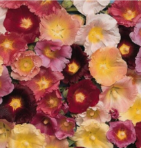 50 Pc Seeds Hollyhock Lights Mix Flower Plant, Hollyhock Seeds for Planting | RK - £14.87 GBP