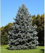 SEED- Colorado Blue Spruce- Showy Specimen Landscape Specimen- Evergreen... - $106.02 MXN+