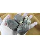 (TN19-2) 4 large natural Tagua Nut whole nuts craft Carving Dried plain ... - $23.36