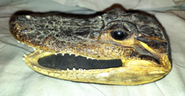 Vintage Small Alligator Head Taxidermy Real Teeth 6 inches Long - £26.14 GBP