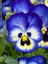 RD 200+ Premier Blueberry Thrill Pansy (Viola) Seeds for Garden - FREE SHIPPING! - £4.14 GBP