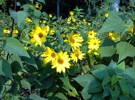 Macmillian Sunflower Sundaisy Yellow Daisy Sunflower Over 100 Seeds Gard... - $8.97