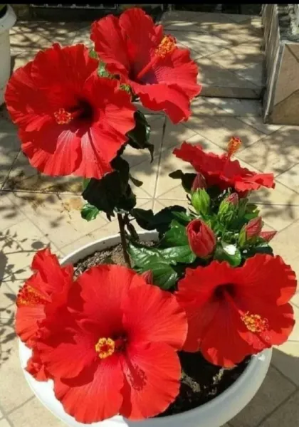 Hibiscus Seeds Perennial Hardy Flower 20 Seed Red Garden - $5.98