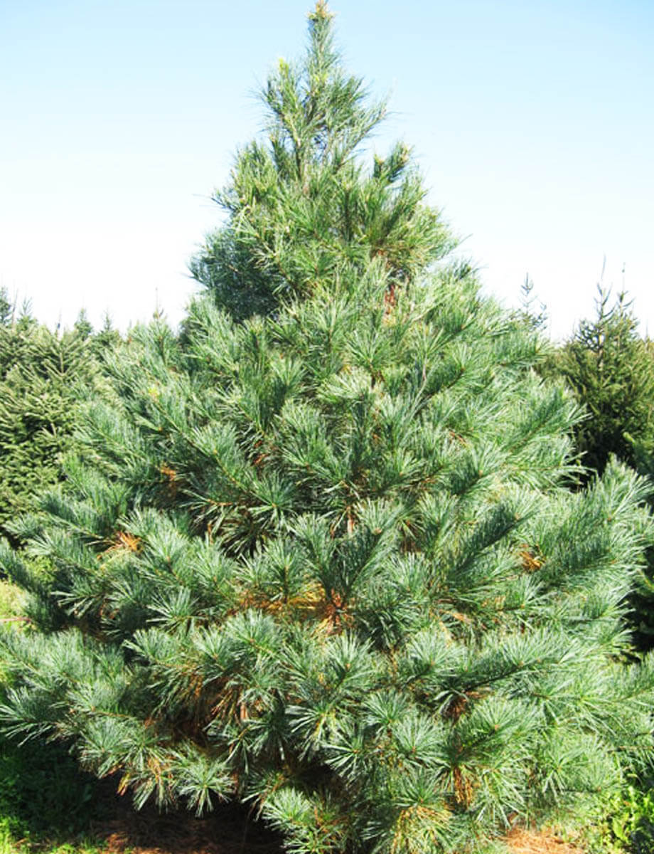 1 White Pine Tree These fast growing trees - $28.90