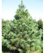 1 White Pine Tree These fast growing trees - £23.01 GBP