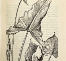 1905 Arrow and Water Arum Flower Print Pen &amp; Ink Lithograph Antique Art  - £13.77 GBP