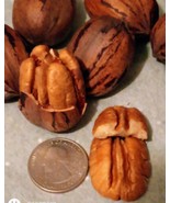 3 Lb Georgia Stuart Pecans In Shell Large To XL 2023 Crop No Chemicals Natural - $28.70