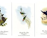 3 John Gould Bird Postcards Woodpecker Swallow Finch - $21.81