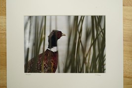 Tom Adams Photography Pheasant Waterfowl Bird Wildlife Photo Art 11X14 - £22.93 GBP