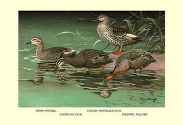 Four Duck Varieties by Allan Brooks - Art Print - £17.63 GBP+