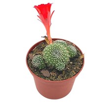 Fire crown cactus, 3 inch, Rebutia minuscula - £9.07 GBP