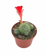 Fire crown cactus, 3 inch, Rebutia minuscula - $210.74 MXN