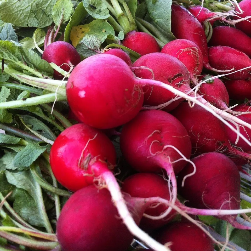 Radish 100 Seeds Collection, NON-GMO, 14 Different Varieties, Heirloom, - £7.07 GBP