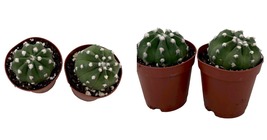 Echinopsis ancistrophora - Dominos Easter Lily Cactus - 2 Plants in 2&quot; Pots - £19.95 GBP