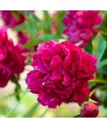 SDC Peony Big Ben Plant Division Fragrant Flower Fresh Seeds - €46,92 EUR