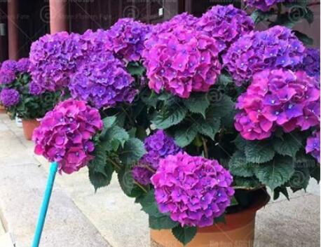 50 pcs Hydrangea Seeds - Dark Purple Ball Type Flowers FRESH SEEDS - $7.49