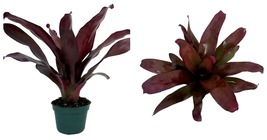 Live Plant - Bromeliad Vase Plant- Neoregelia Voodoo Doll- 4&quot; Pot - £40.00 GBP