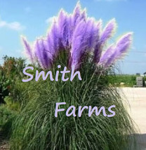 200 Seeds Purple Lavender Pampas Grass Fresh Seeds - £8.09 GBP