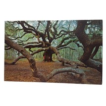 Postcard The Angel Oak Tree John&#39;s Island South Carolina Chrome Posted - £5.41 GBP