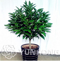NEW 10  pcs Bonsai Cinnamomum Kotoense Plant,Clean The air Foliage Plants Cinnam - £6.69 GBP