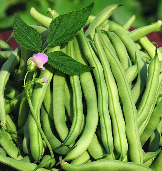 15+Tendergreen Mproved Green Bush Bean Seeds Stringless Bean Heavy Producer Usa - £8.18 GBP