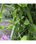 Veldt Grape cissus quadrangularis Plant 10 Seeds - $8.57