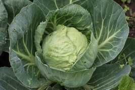 CABBAGE GLORY OF ENKHUIZEN, 300 SEEDS R - £11.42 GBP