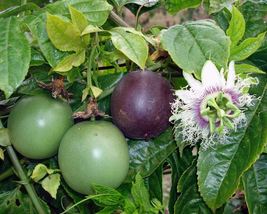 Live Plant Passion Fruit Possum Purple Passiflora edulis - £27.14 GBP