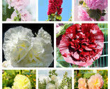 Sale 50 Seeds Dwarf Double Hollyhock Majorette Mix Alcea Rosea Red Pink ... - $9.90