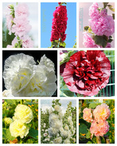 Sale 50 Seeds Dwarf Double Hollyhock Majorette Mix Alcea Rosea Red Pink White Fl - £7.75 GBP