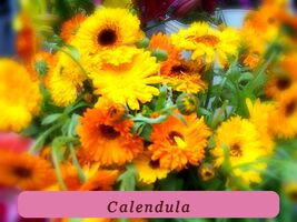 105 Seeds Easy Grow Calendula Edible Flower Reseeds# - $38.91 MXN