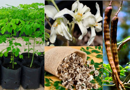 10 Seeds Moringa Oleifera Tree Heirloom Seeds Swift Plant Gorgeous Gardens - £6.64 GBP