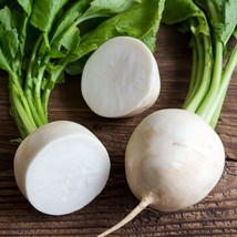 Radish Seeds Hailstone White 200 Ct Vegetable Garden Fresh Garden Fast S... - $3.88