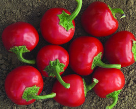 PWO 25 Seeds Cherry Bomb Pepper Garden Vegetables Planting Edible Food - £3.47 GBP