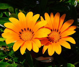 Gazania Kiss Orange Gazania Rigens 100 Bulk Seeds Fresh - £31.70 GBP