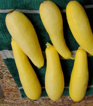 20 Prolific Straightneck Summer Squash Seedsyellow Zucchini Bush Squash - $8.35