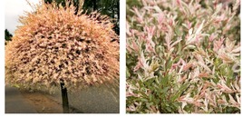 Live Plant - Dappled Willow Tree/Shrub/Bush - 6-12&quot; Tall Seedling - 2.5&quot;... - £61.35 GBP