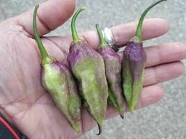 Item image 1 image 1