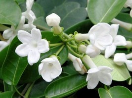 Stephanotis Floribunda Madagascar Jasmine Fresh Seeds - £13.97 GBP