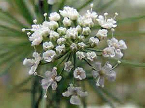 Bishop Flower seed, Organic, 25+ seeds per pack , A sweet white danity flower . - £1.33 GBP