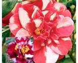 Emmett Pfingsti Bloom Camellia Japonica Live Starter Plant - £40.79 GBP