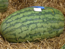 10 Carolina Cross Watermelon Seeds-1162 - £3.23 GBP