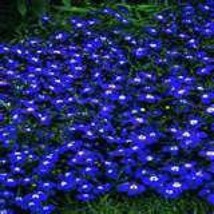 200 Electric Blue &amp; White Half Moon Lobelia Erinus Flower Seeds Fresh Seeds - £11.52 GBP