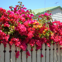 Bougainvillea Plant Fresh Fire Red Color - 10 Seeds - £6.25 GBP