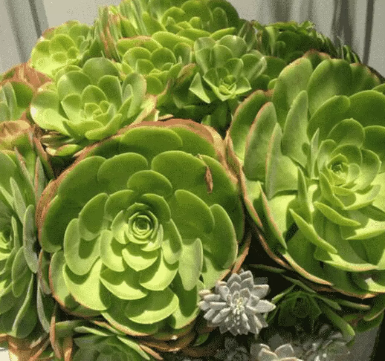 3 Cuttings Aeonium urbicum Salad Bowl Saucer Succulent Plant Not Rooted - $22.97