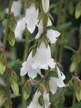 OKB 50 Cornish Bellflower Seeds - Campanula Alliariifolia - Long-Lived B... - £10.25 GBP