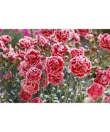 200+ Sugar Plum Carnation Seeds | Easy-Grow Colorful Perennial Flower Seeds - $23.13 CAD