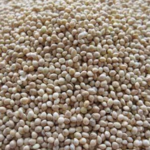 Ship From Us White Proso Millet Seeds - 10 Lb Seeds - NON-GMO - Birdseed, TM11 - £132.66 GBP