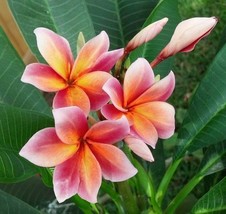 5 Orange Pink Plumeria Seeds Plants Flower Lei Hawaiian Perennial Bloom 189 Gard - £11.94 GBP