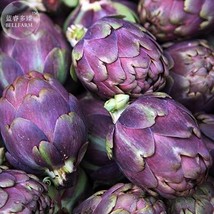  Italian Artichoke 4 Heirloom Violetta Di Chioggia TS308T Seeds - £4.75 GBP